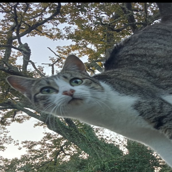 Mika