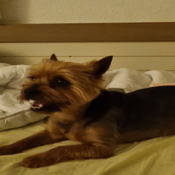 Tobbi
