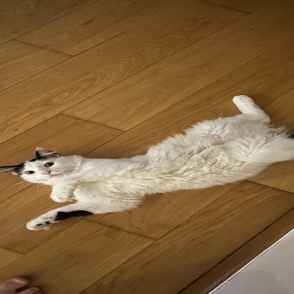 Merlin