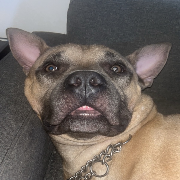 Simba