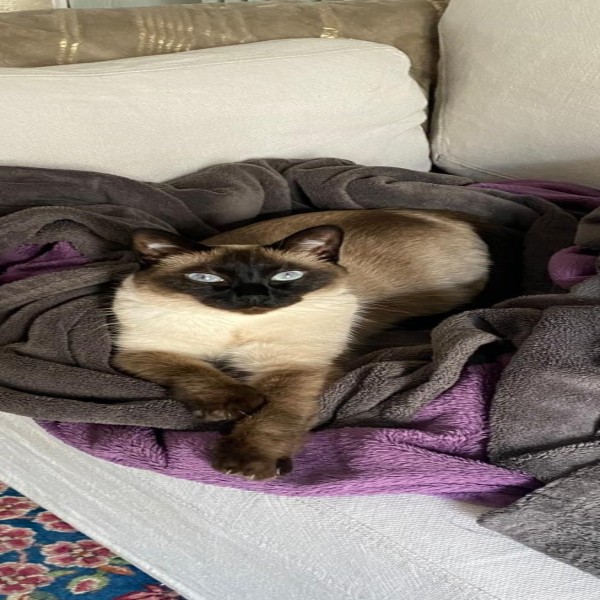 Doudou (surnom, officiellement Dulce)