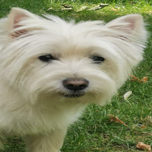 Gégé