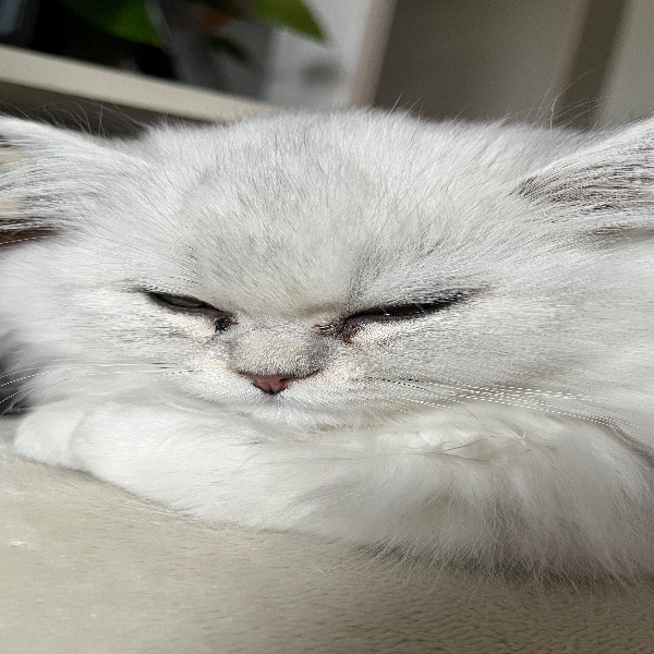 Vénus