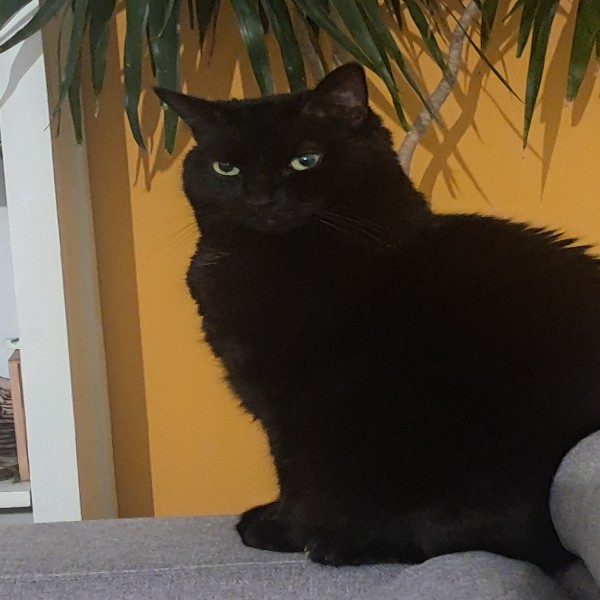 Simone