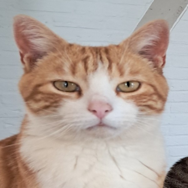 Simba