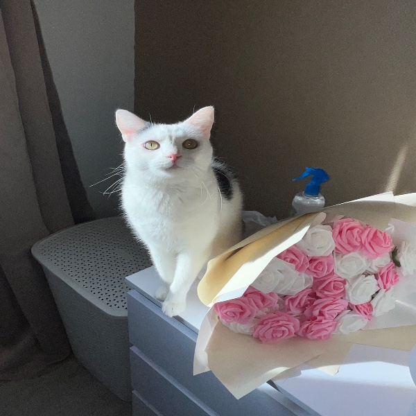 Catou