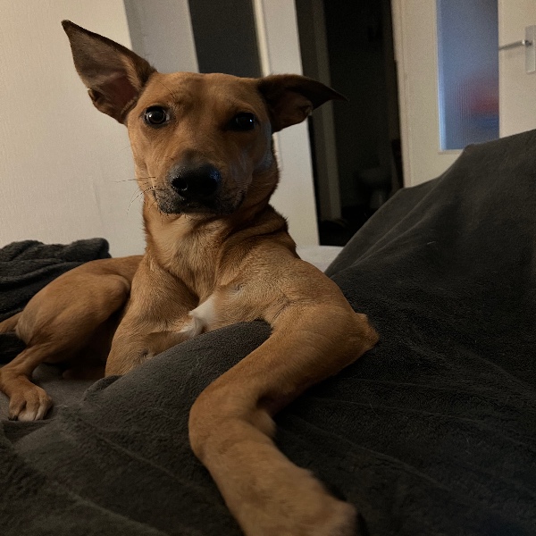 Maya
