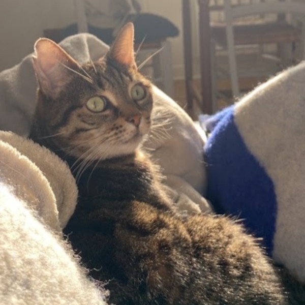 Willow