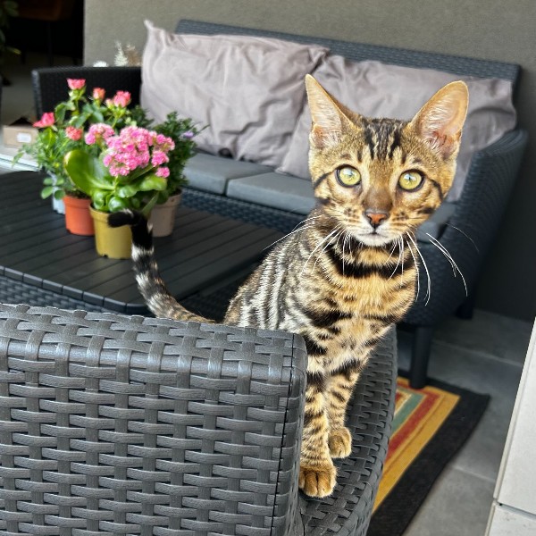 Micia