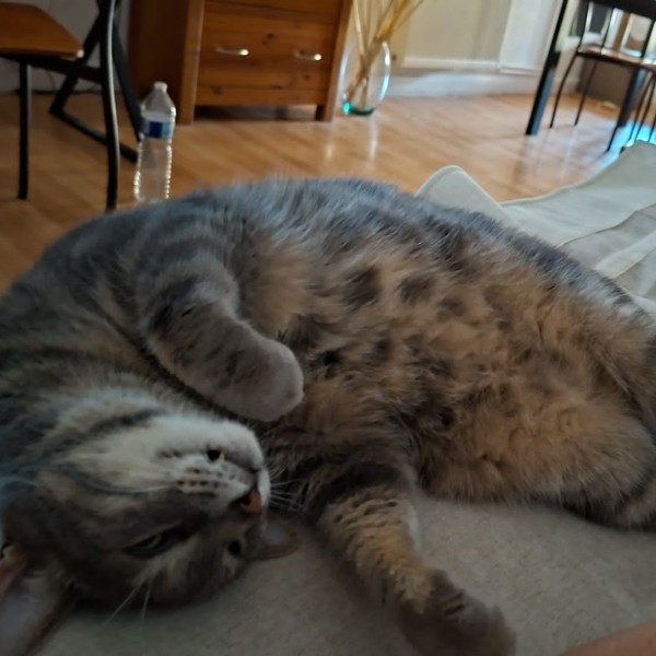 Simba