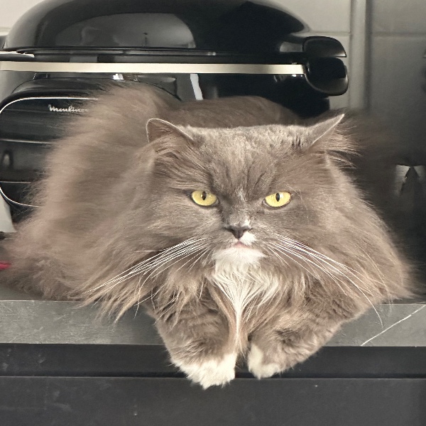 Maurice
