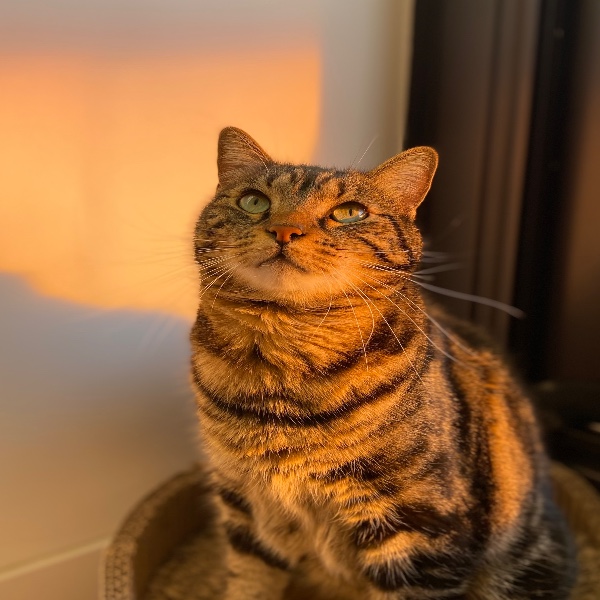 Simba