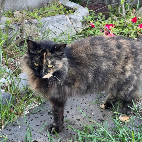 Kitty