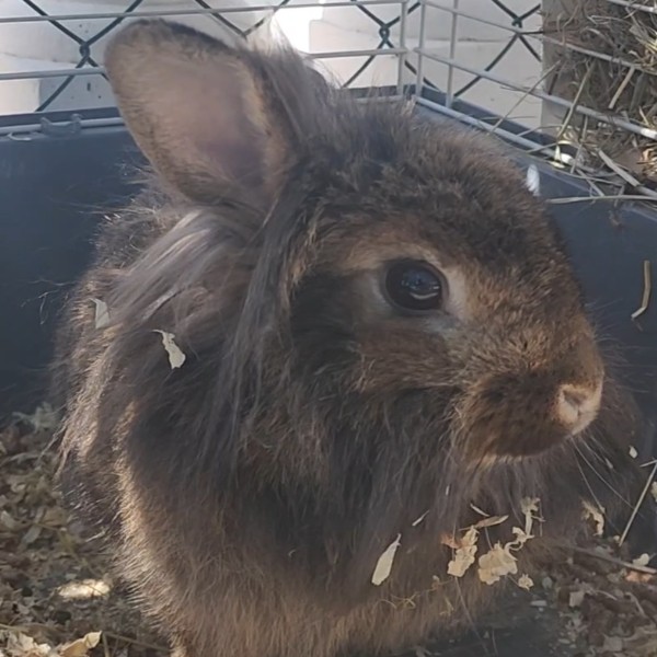 Coconut