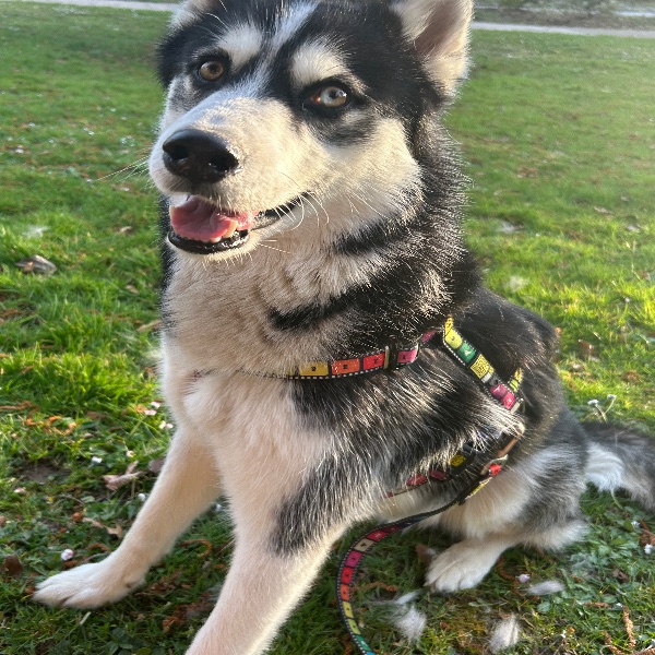 Koda
