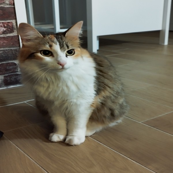 Naya