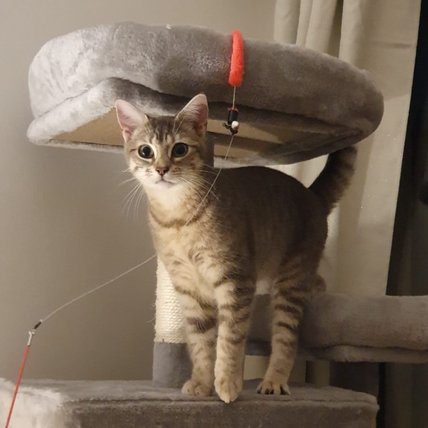 Mousse