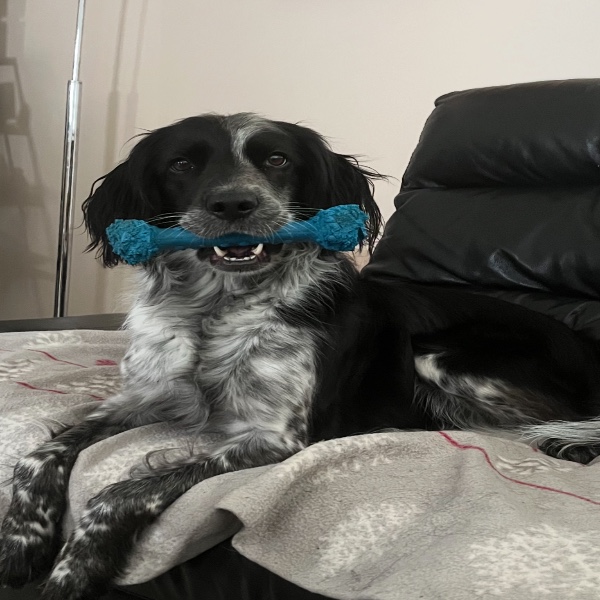 Maya