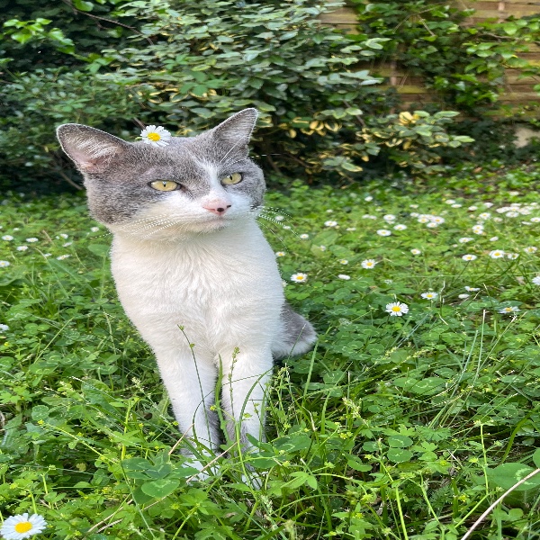 Minou