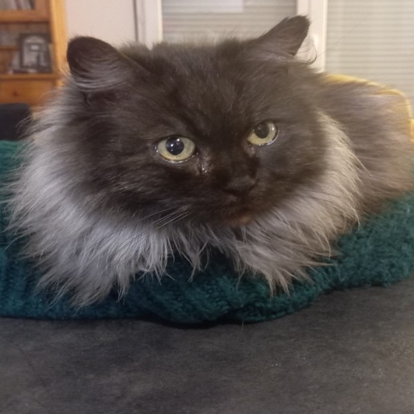 Nala