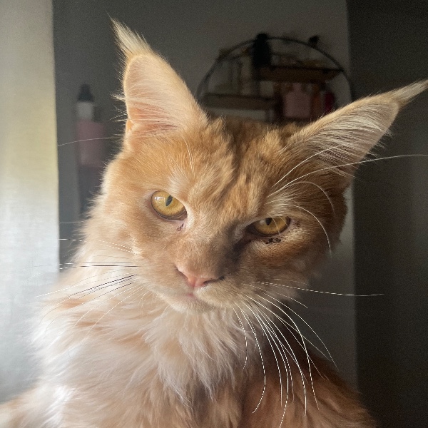 Aslan
