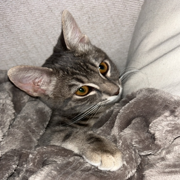 Nala