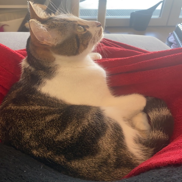 Nala