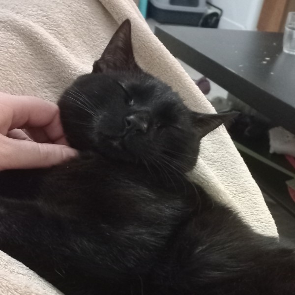 Mochi