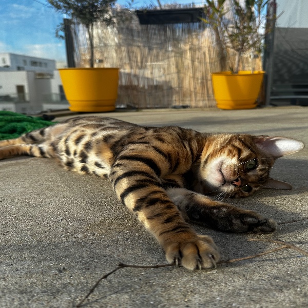 Moumouche