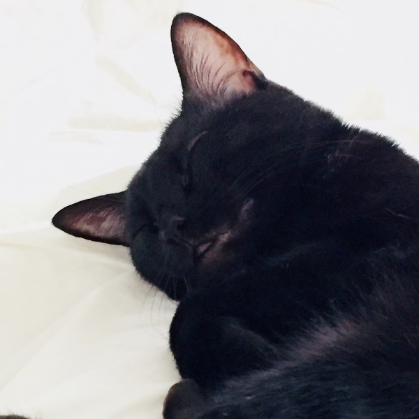 Zola (Pinou)
