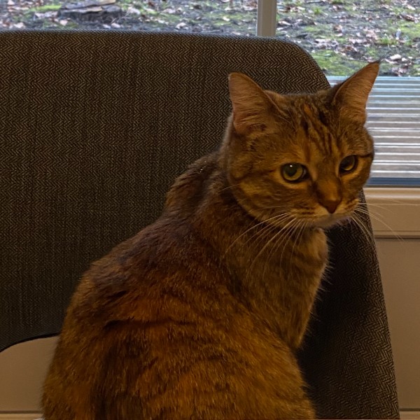 Pepita