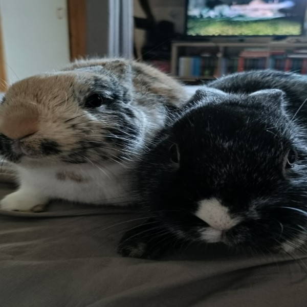 Mirabelle et Nuage