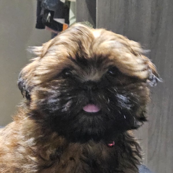aiko