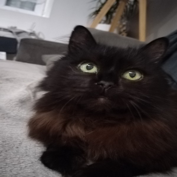 Gaïa