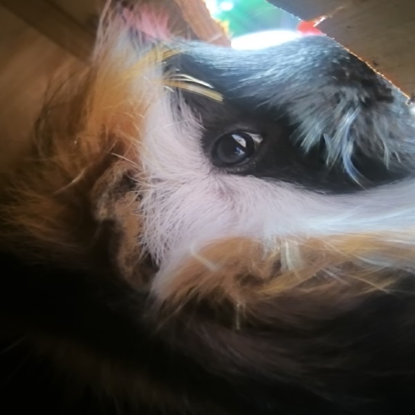 Oreo