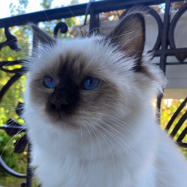 Salem