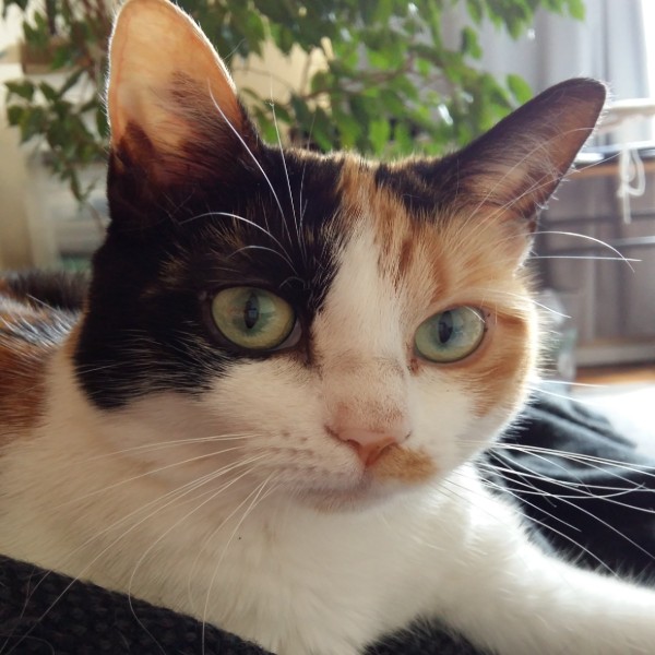 Lutti