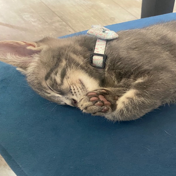 Simba