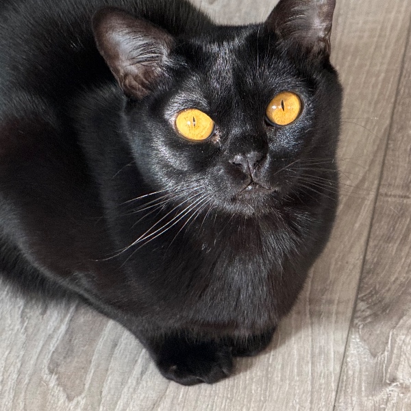 Simba