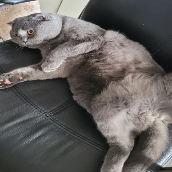 MITZI