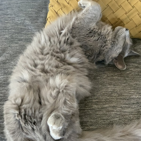 CHATOUILLE