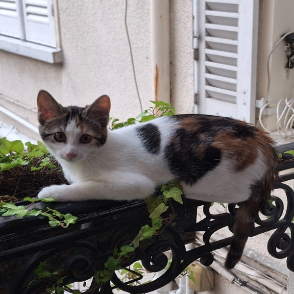 Angèle