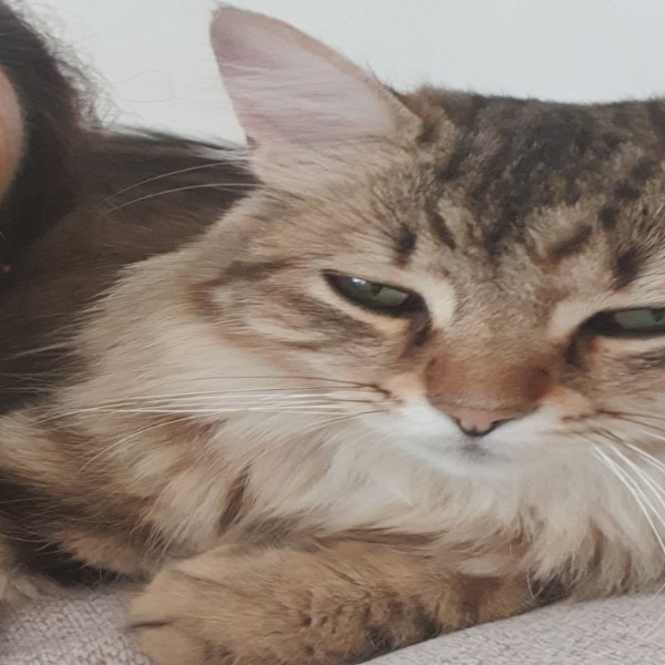 Fluffy