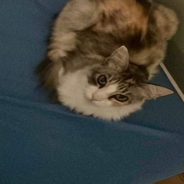 Cookie