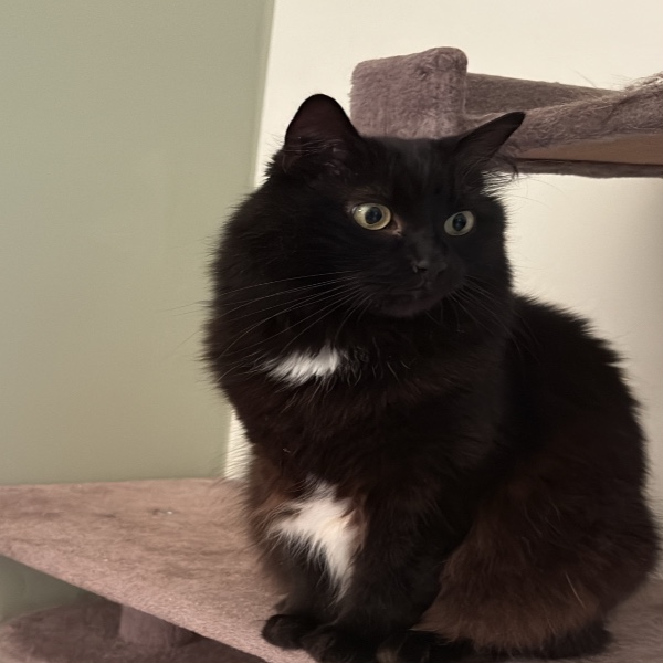 Onyx