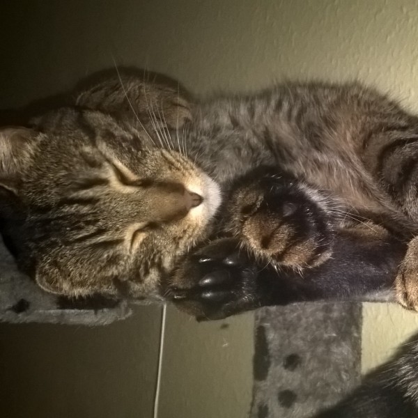 Fitz