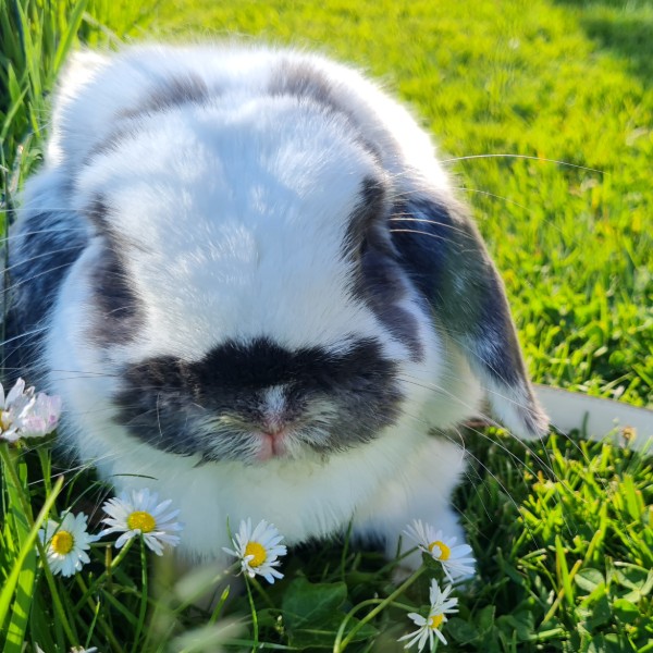 Milo