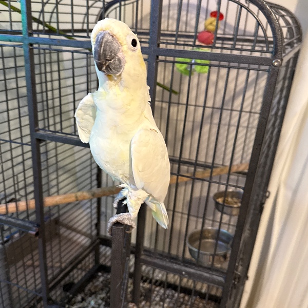 Coco