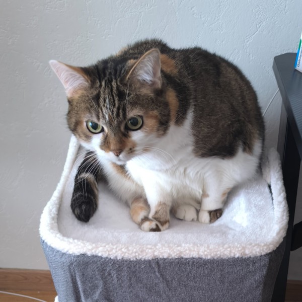 Poupoune