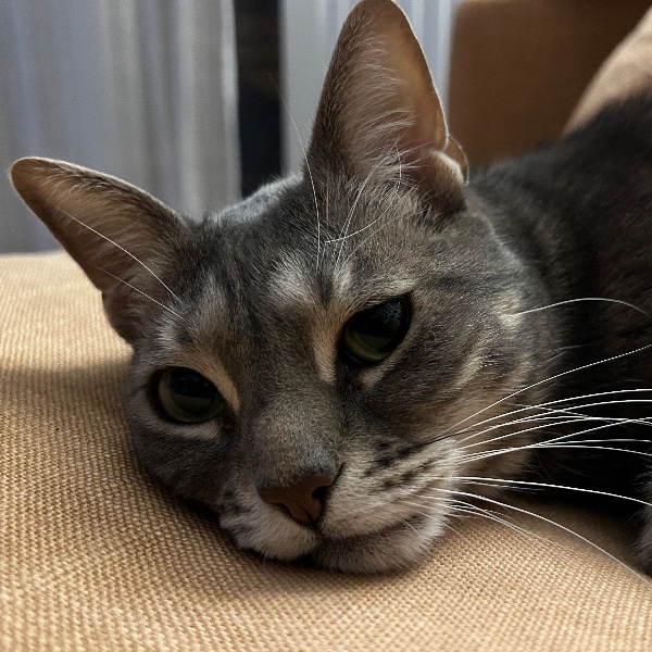 Maia